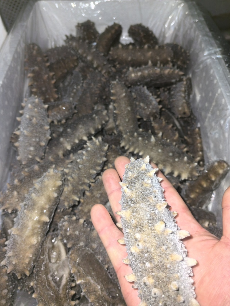 鲜食海参即食海参肉质肥厚Q弹产地直发保证品质