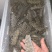 鲜食海参即食海参肉质肥厚Q弹产地直发保证品质
