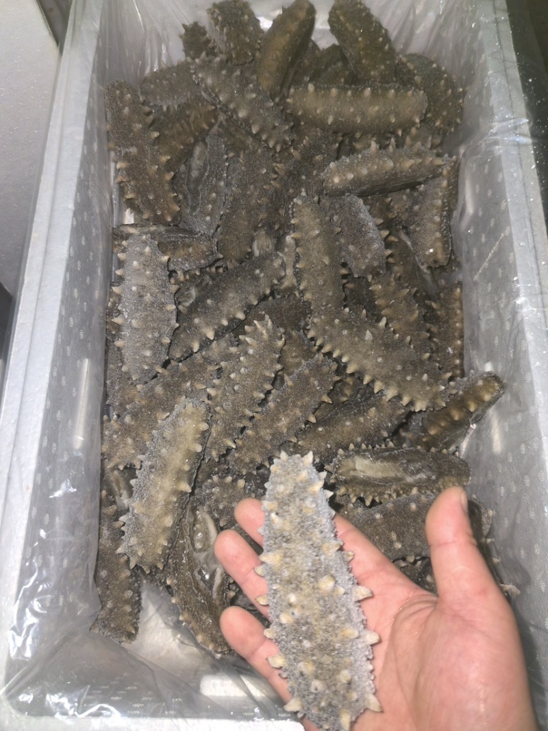 鲜食海参即食海参肉质肥厚Q弹产地直发保证品质