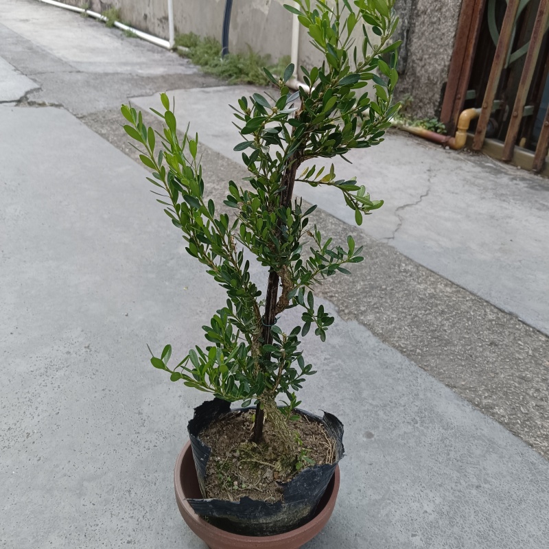 广东雀舌皱皮黄杨/定型苗/福利10元/棵。如图所拍/做型