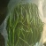 精品小把茼蒿