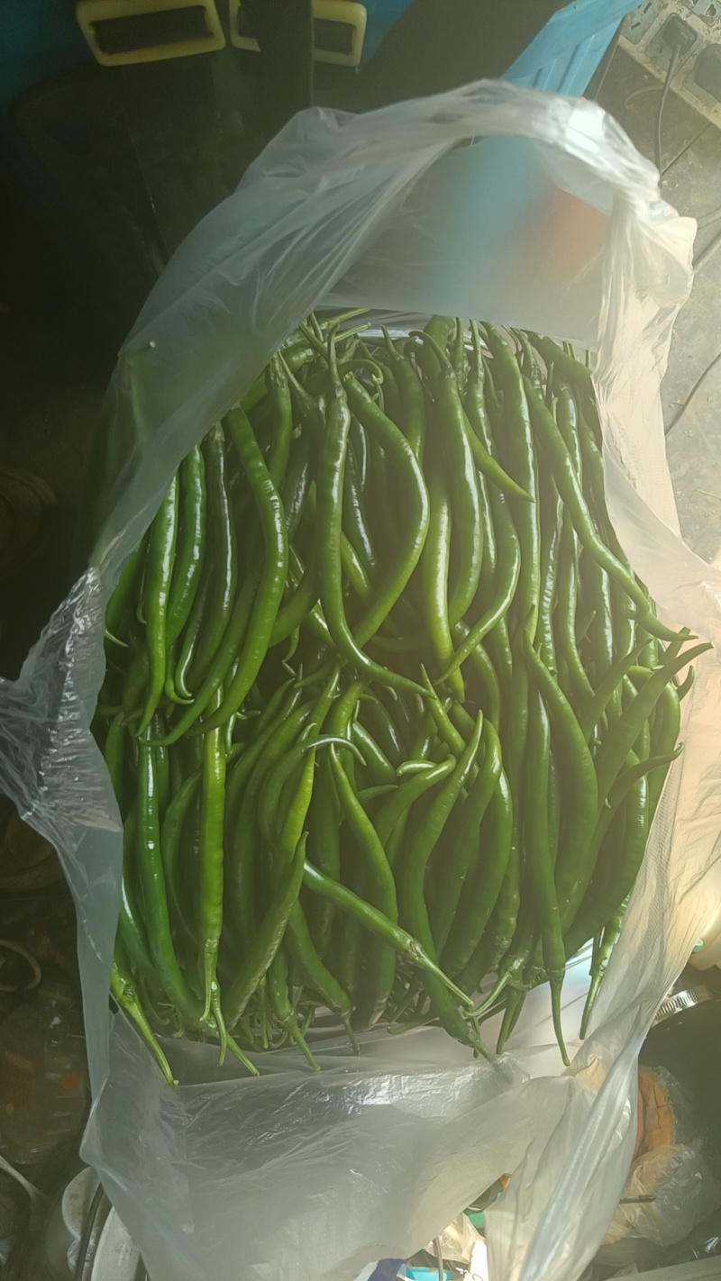 精品小把茼蒿