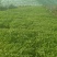精品小把茼蒿
