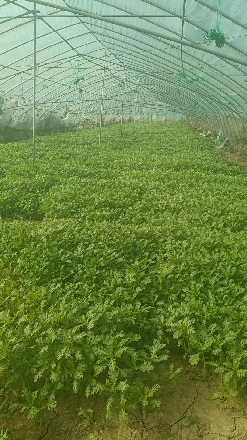 精品小把茼蒿
