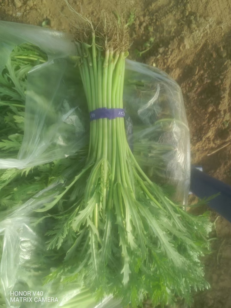 精品小把茼蒿