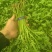精品小把茼蒿