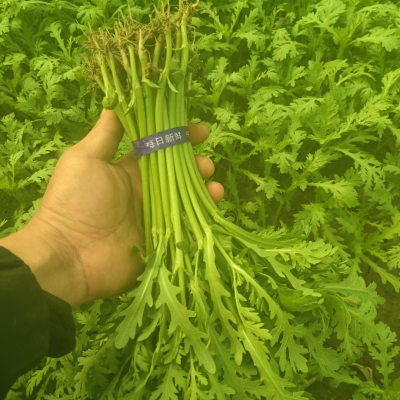 精品小把茼蒿