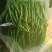 精品小把茼蒿