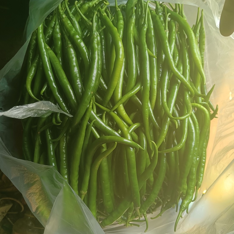 精品小把茼蒿
