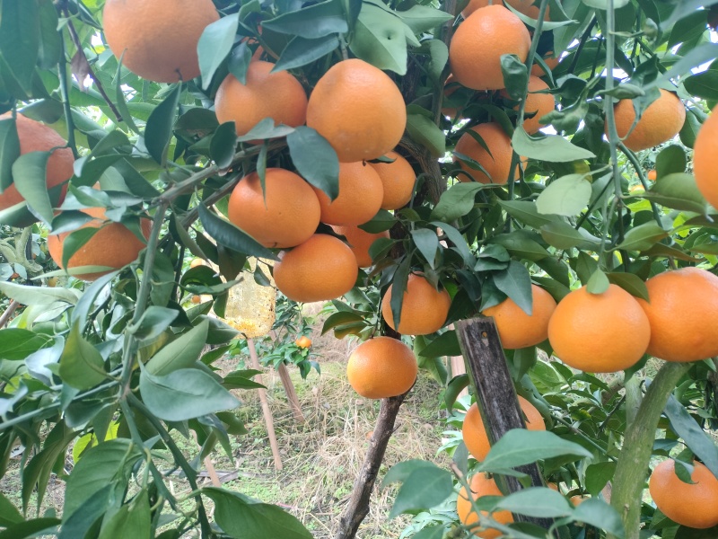 爱媛果冻橙大量上市中全国发货欢迎电话联系