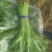 精品小把茼蒿