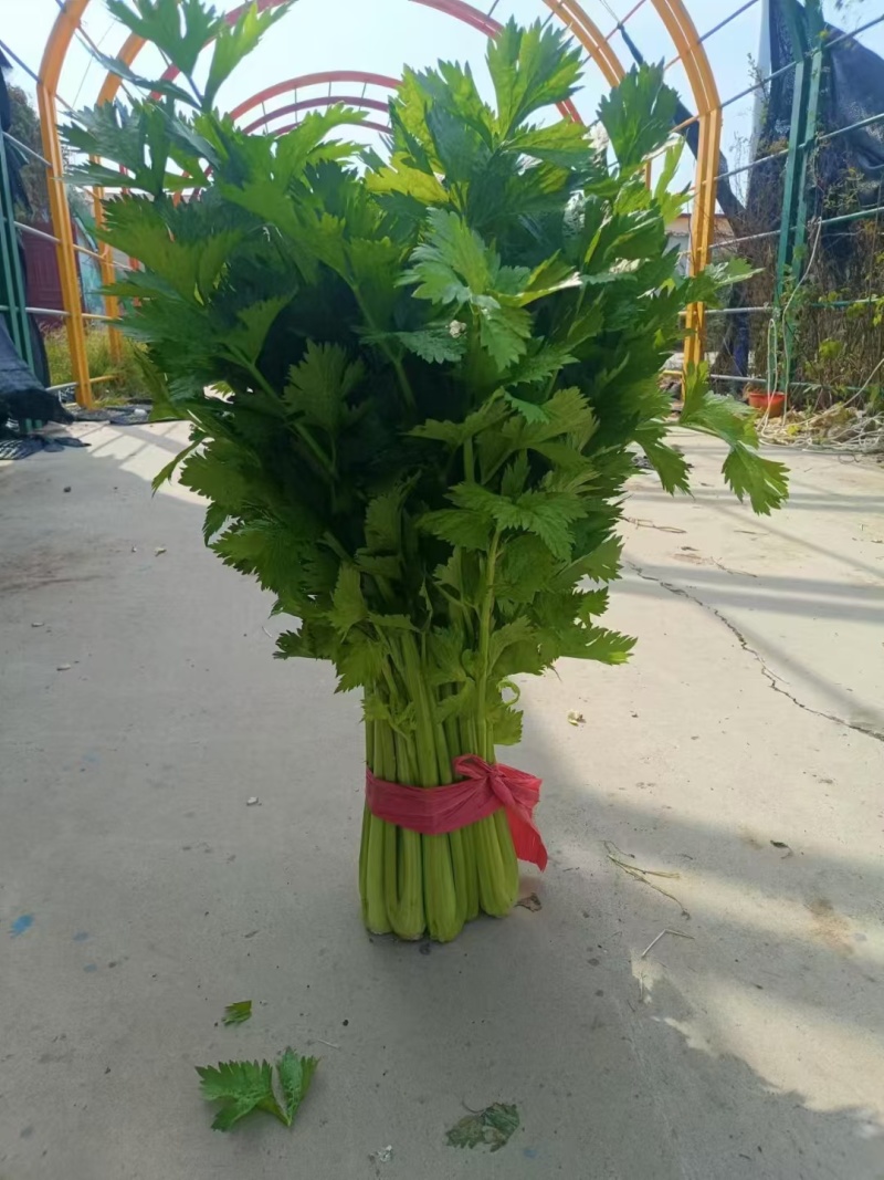 《精品大棚西芹》大量有货，全国发货品质把控，质优价廉
