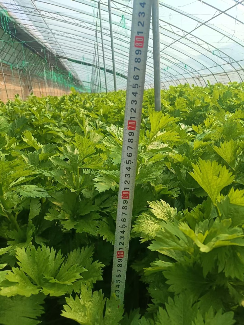 《精品大棚西芹》大量有货，全国发货品质把控，质优价廉