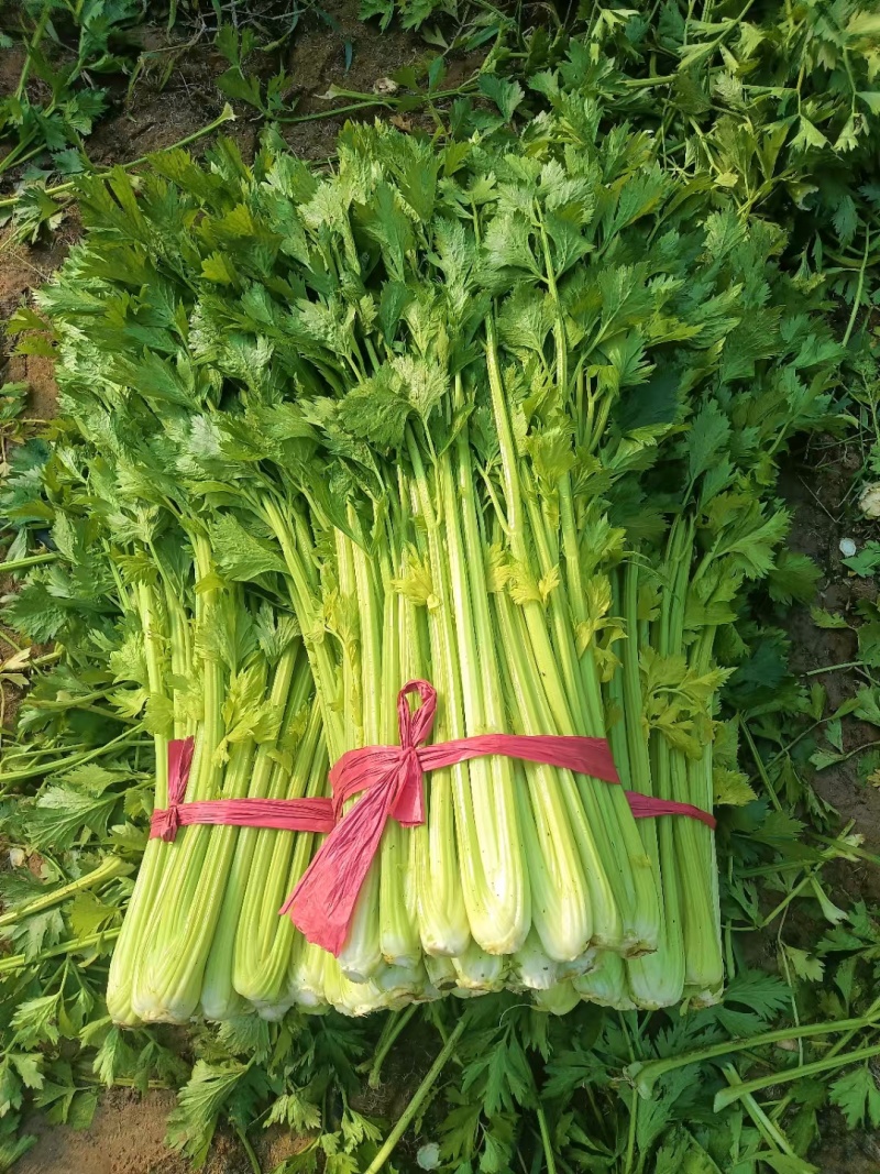 《精品大棚西芹》大量有货，全国发货品质把控，质优价廉
