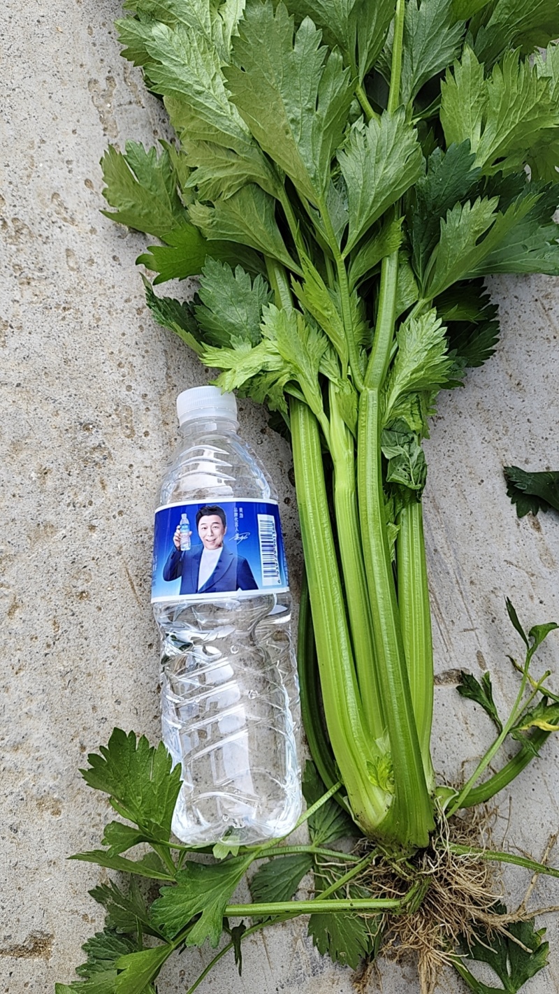 《精品大棚西芹》大量有货，全国发货品质把控，质优价廉
