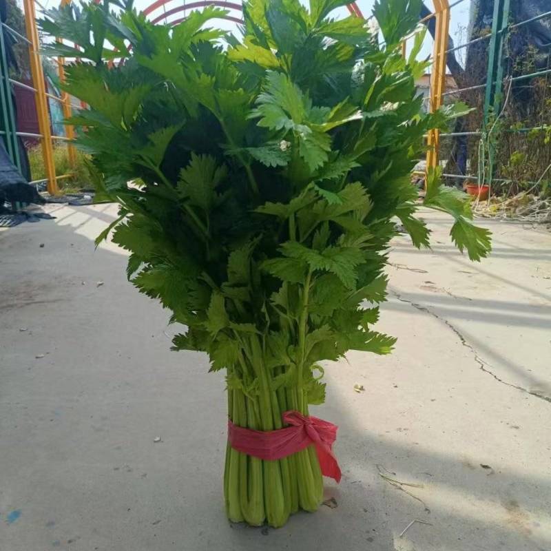 《精品大棚西芹》大量有货，全国发货品质把控，质优价廉