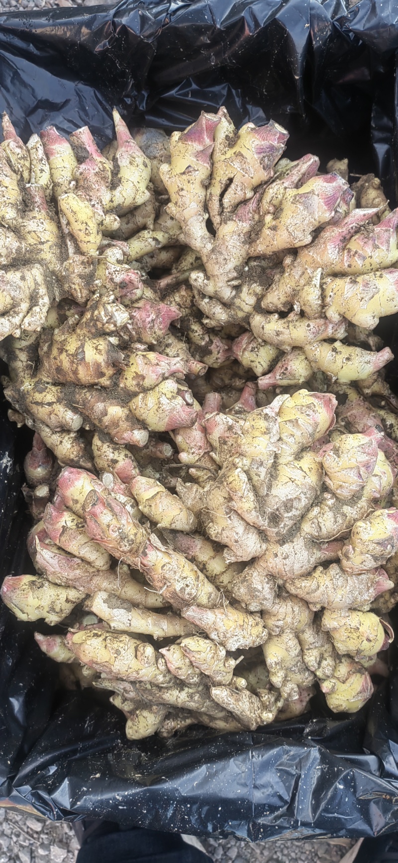 红芽小姜红芽鲜姜大量现货小姜鲜姜产地批发一手货源