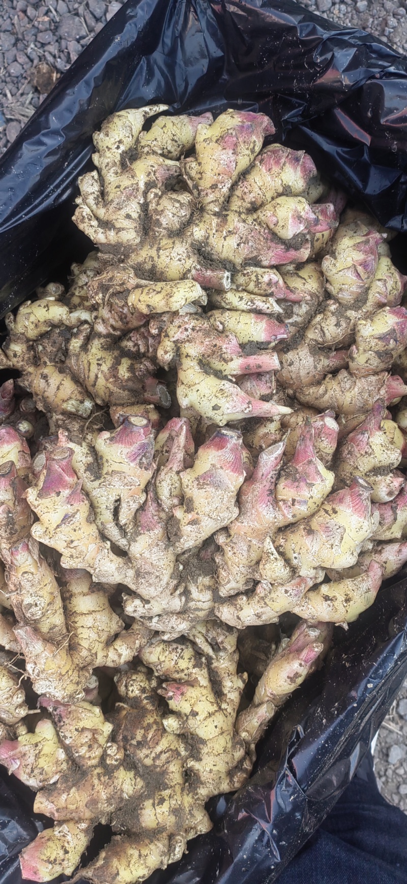 红芽小姜红芽鲜姜大量现货小姜鲜姜产地批发一手货源