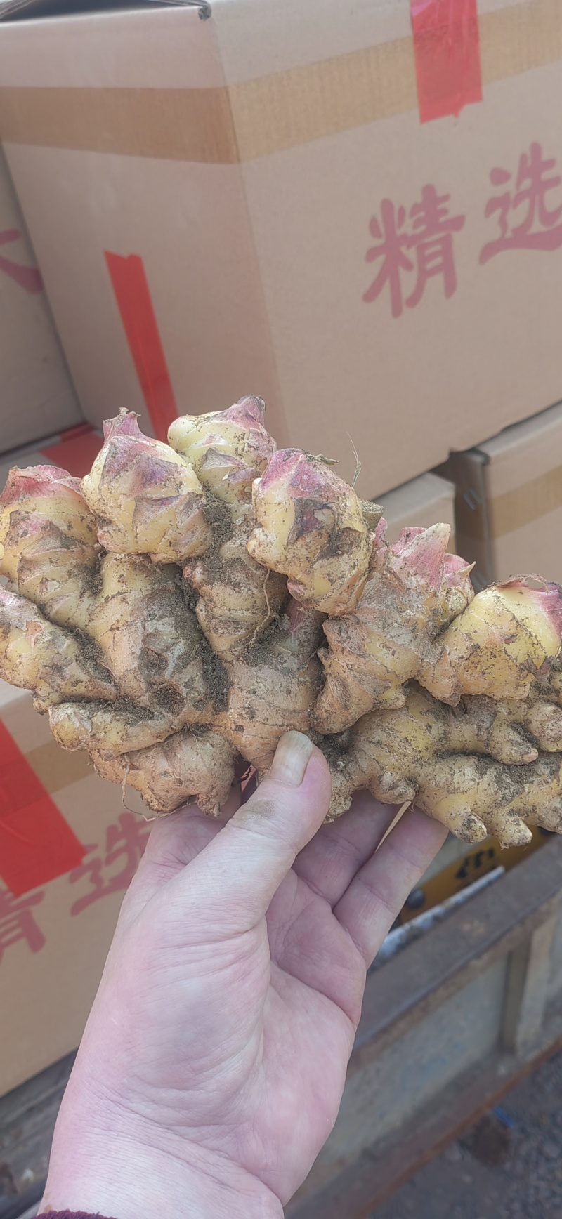 红芽小姜红芽鲜姜大量现货小姜鲜姜产地批发一手货源