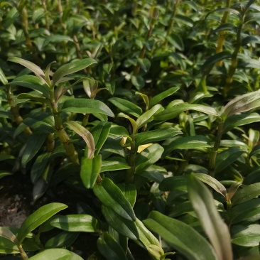 云南铁皮石斛训化苗，发芽率高，品种粗壮、植株健壮