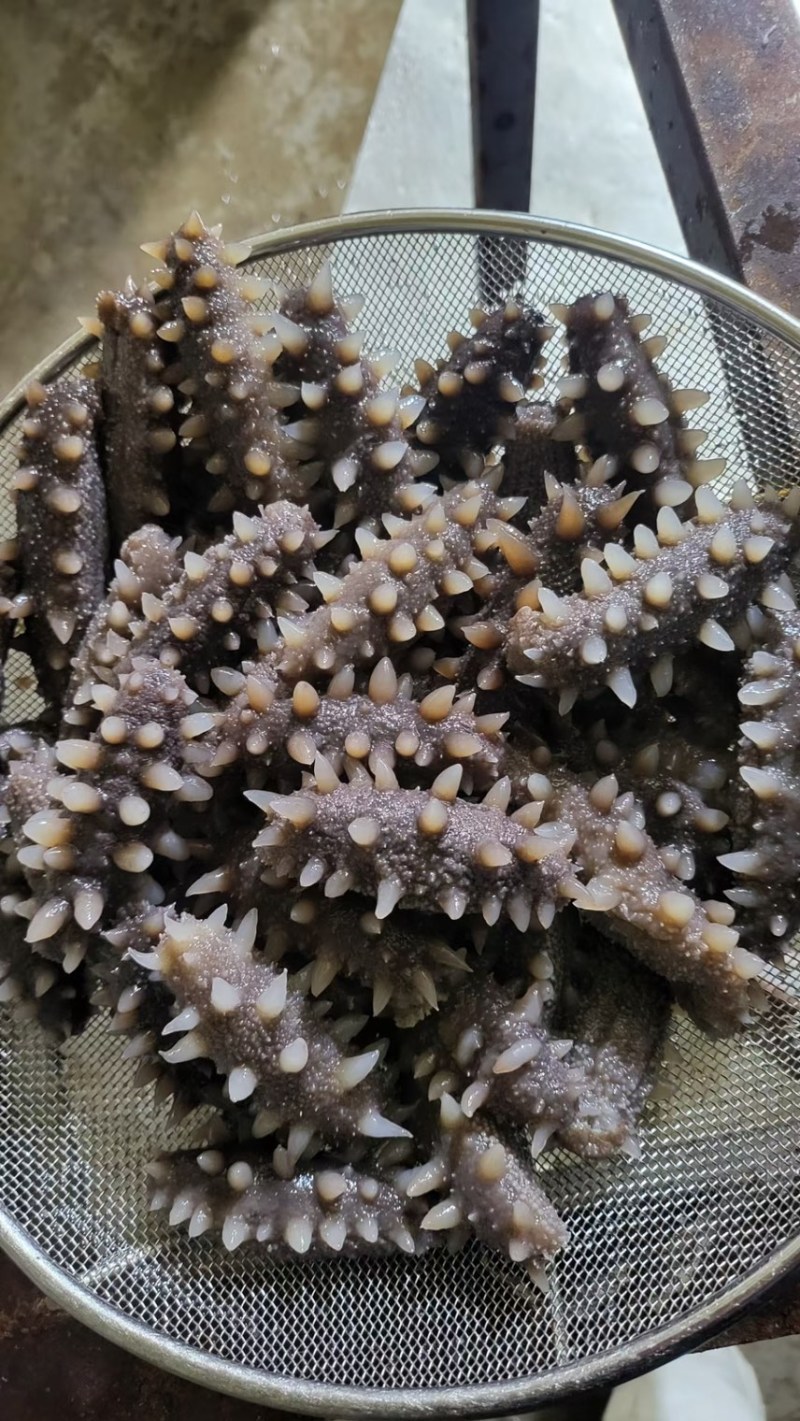 大连长海即食海参货量充足品质保证真空包装诚信经营