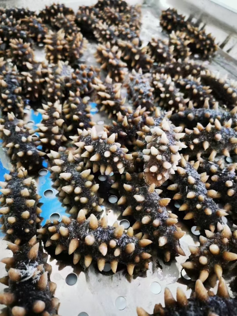 大连长海即食海参货量充足品质保证真空包装诚信经营