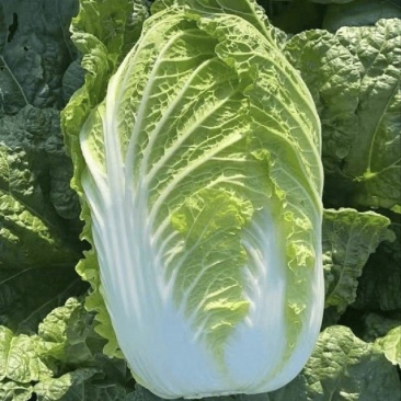 山东黄心大白菜源头产地直发货源充足质量保证！