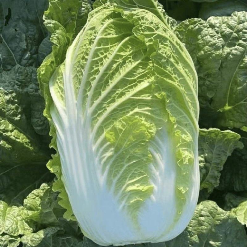 山东黄心大白菜源头产地直发货源充足质量保证！
