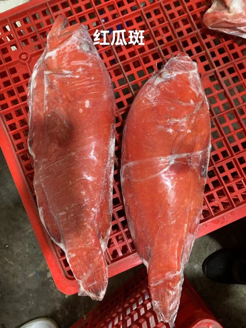 红瓜子斑一深海捕捞口感滑嫩，适合礼盒/酒店/家宴席。