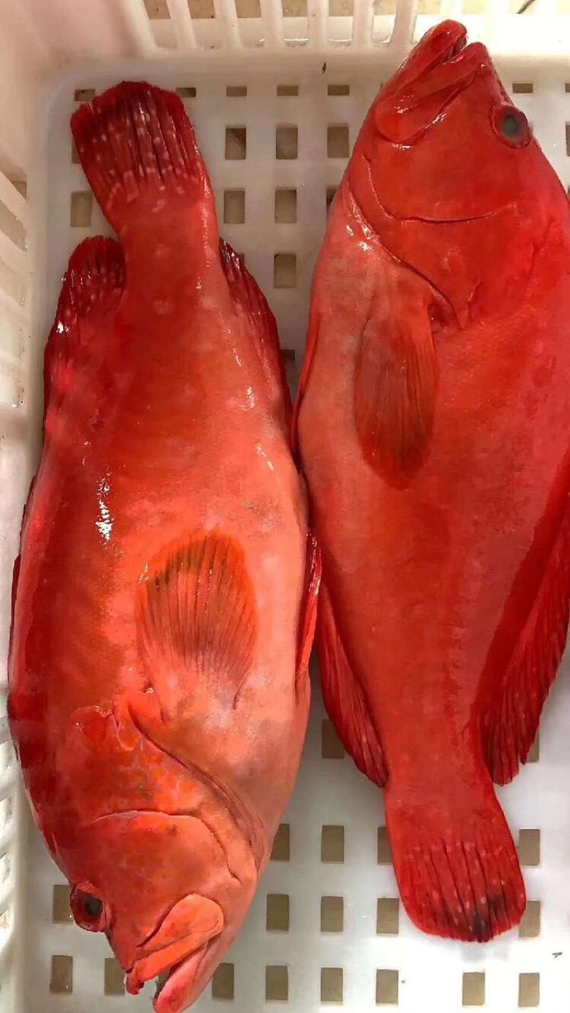 红瓜子斑一深海捕捞口感滑嫩，适合礼盒/酒店/家宴席。