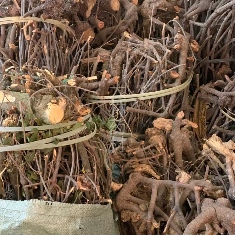 大货供应各种｛寄生、寄生茶｝均有货可批量可零售【包邮】