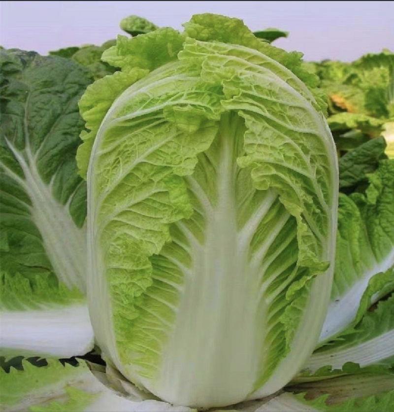 山东黄心大白菜源头产地直发货源充足质量保证！