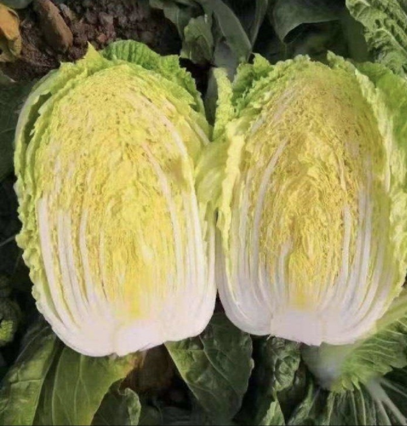 山东黄心大白菜源头产地直发货源充足质量保证！