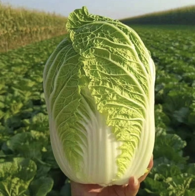 山东黄心大白菜源头产地直发货源充足质量保证！
