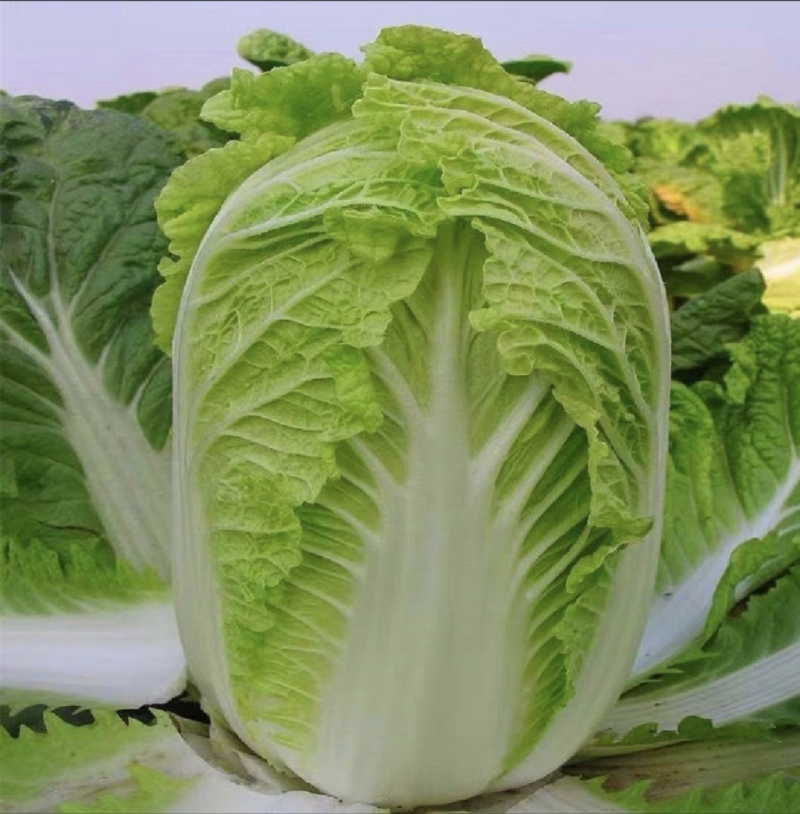 山东黄心大白菜源头产地直发货源充足质量保证！