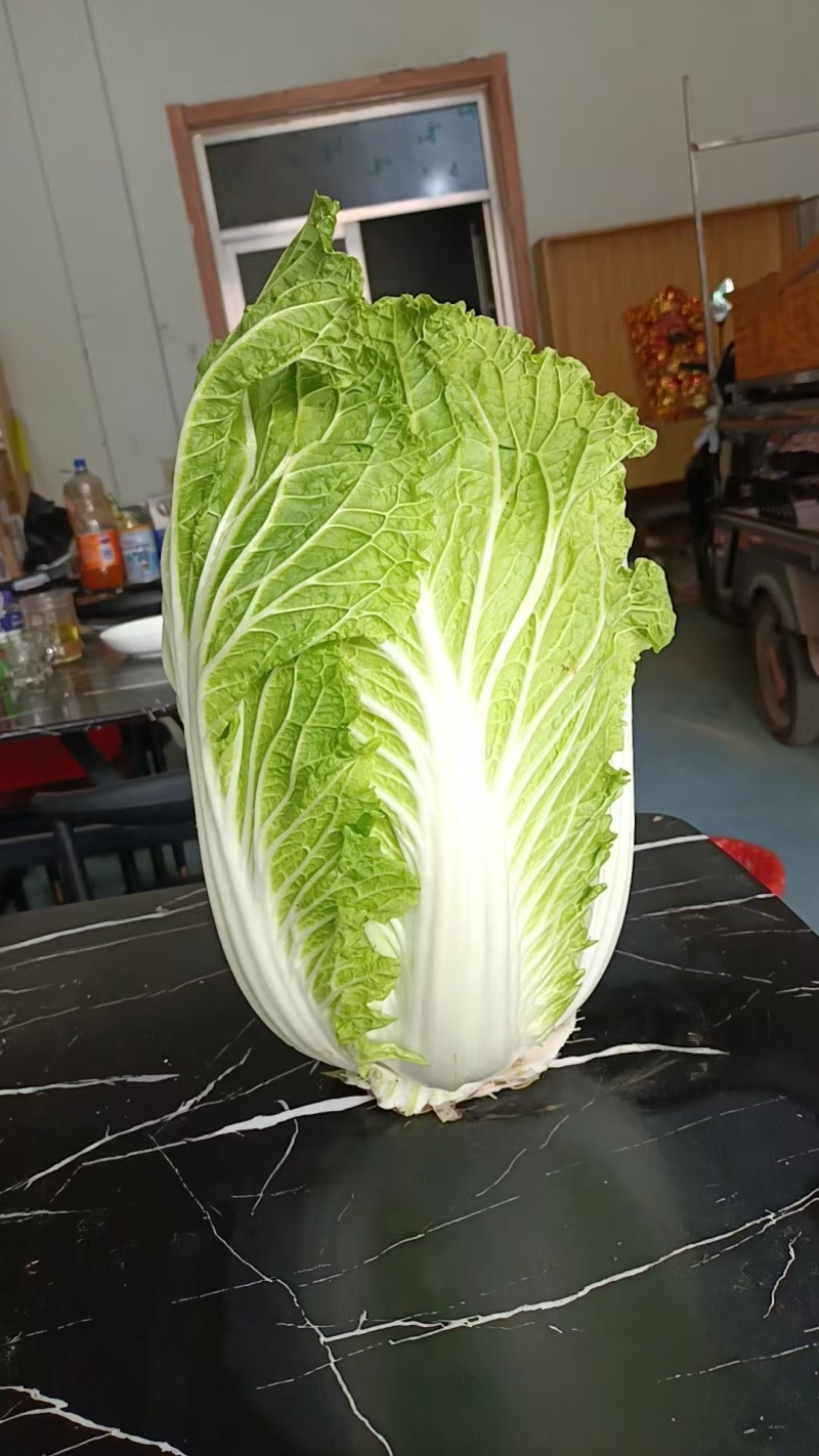 山东黄心大白菜源头产地直发货源充足质量保证！