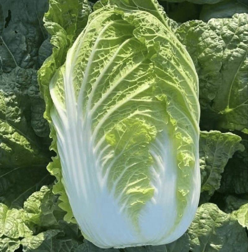 山东黄心大白菜源头产地直发货源充足质量保证！