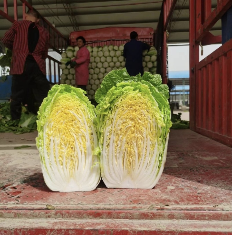 山东黄心大白菜源头产地直发货源充足质量保证！