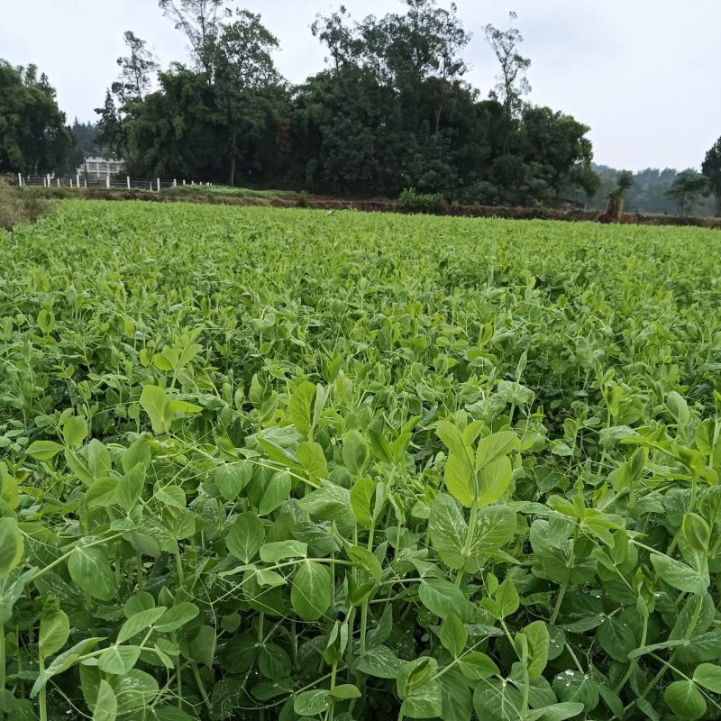 四川南充基地豌豆尖