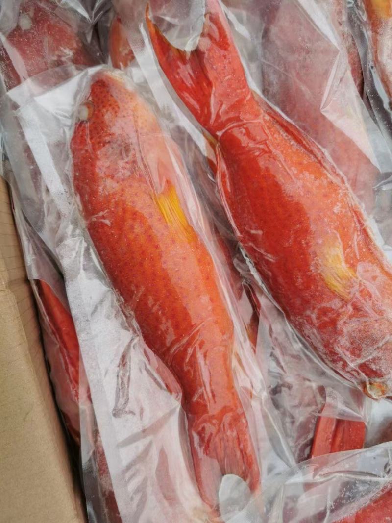 东星燕尾斑一深海野捕，液氮急冻锁鲜。礼盒/酒店/家宴/等
