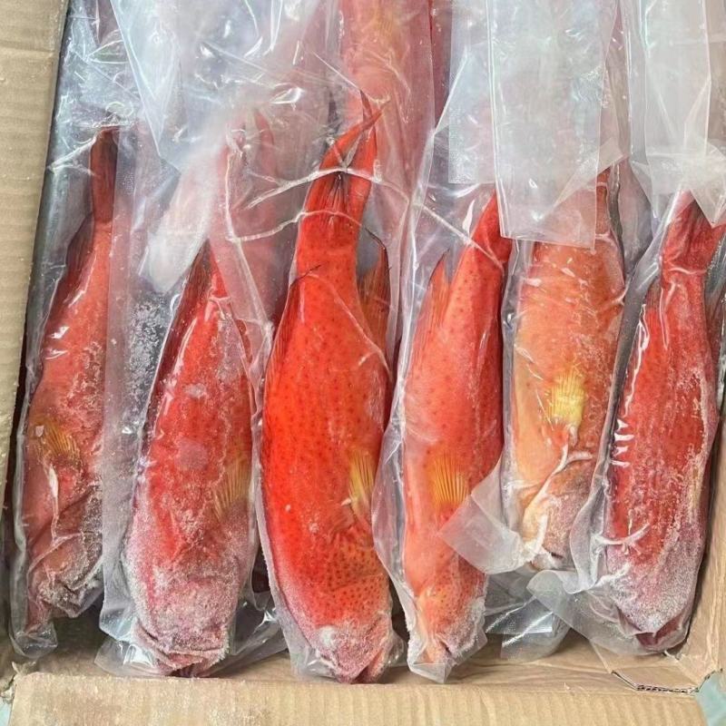 东星燕尾斑一深海野捕，液氮急冻锁鲜。礼盒/酒店/家宴/等