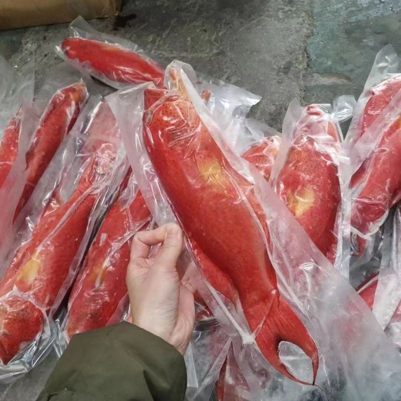 东星燕尾斑一深海野捕，液氮急冻锁鲜。礼盒/酒店/家宴/等