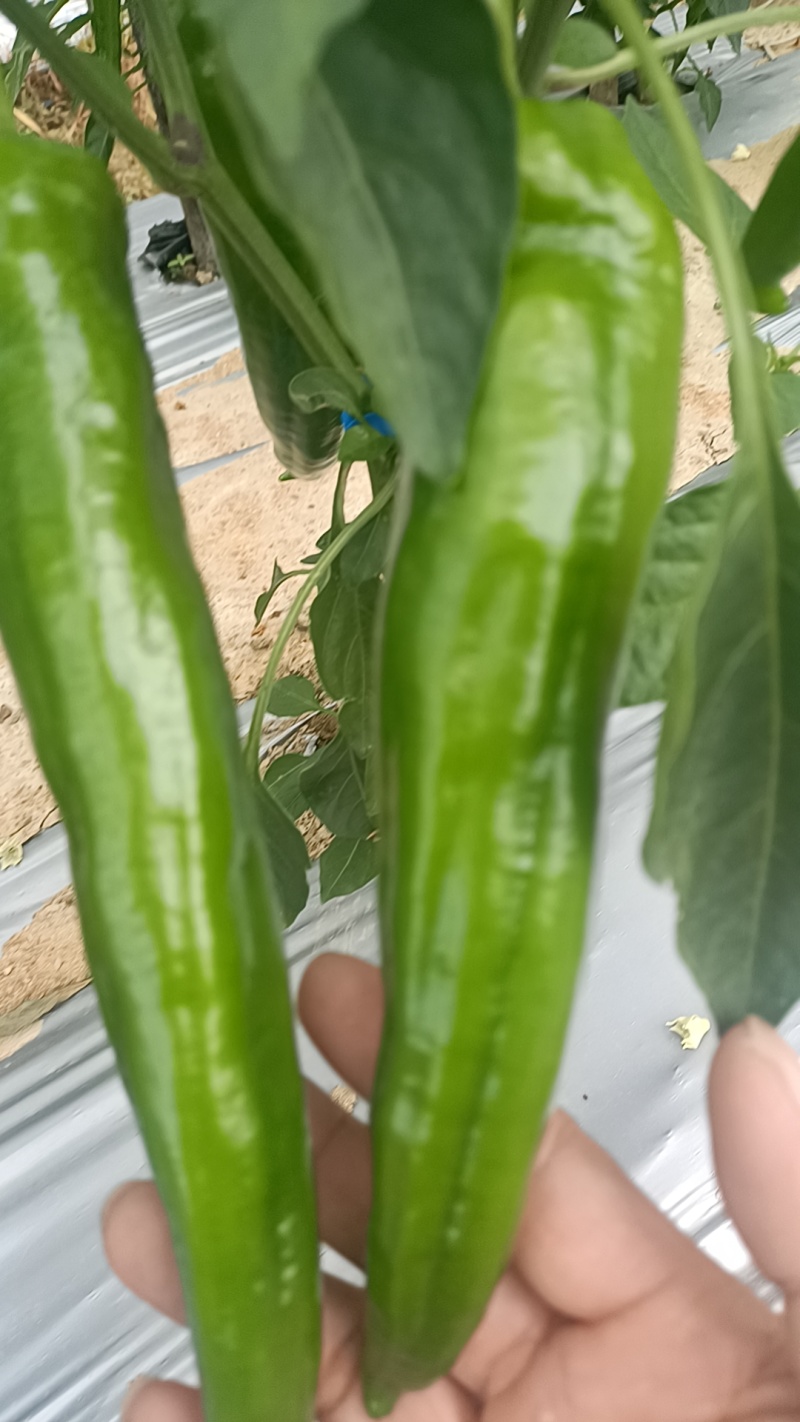 阳西县辣椒大量上市，品种多，品质好，货源充足，欢迎订购！