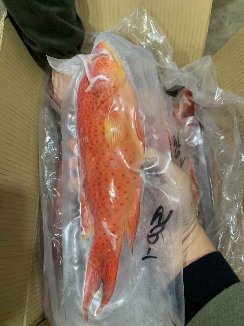东星燕尾斑一深海野捕，液氮急冻锁鲜。礼盒/酒店/家宴/等