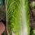章丘大白菜，欢迎新老客户致电采购，量大，品质好，