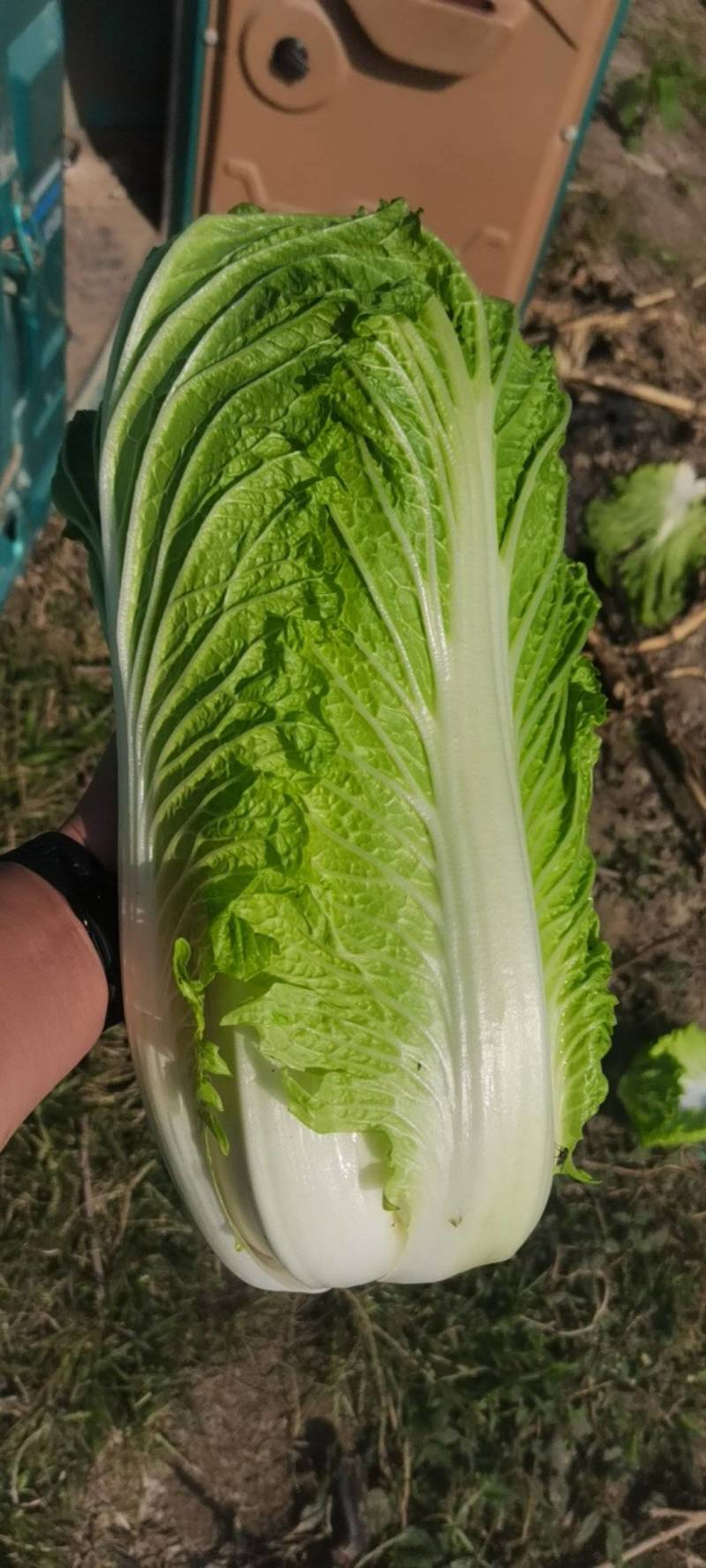 章丘大白菜，欢迎新老客户致电采购，量大，品质好，