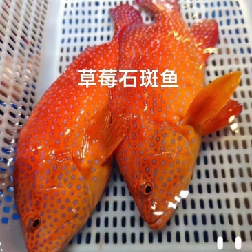 草莓斑一深海中的玫瑰，口感香嫩。