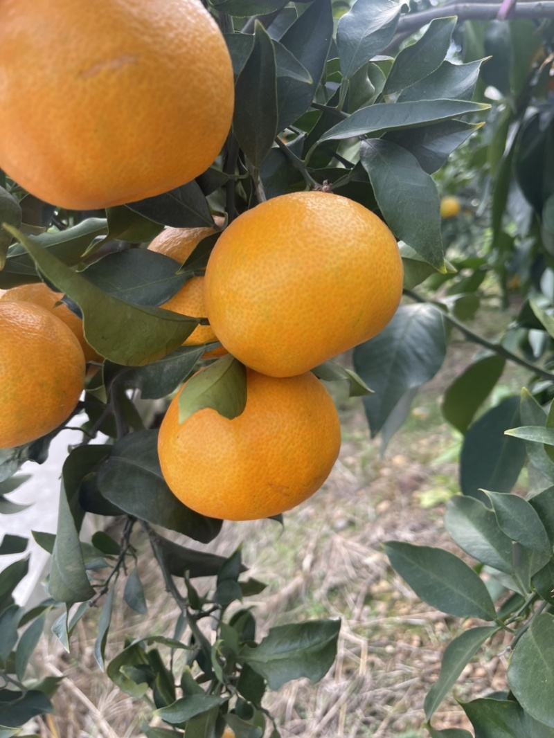 爱媛橙