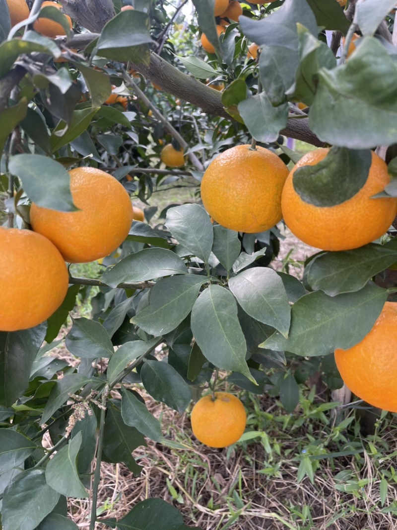 爱媛橙