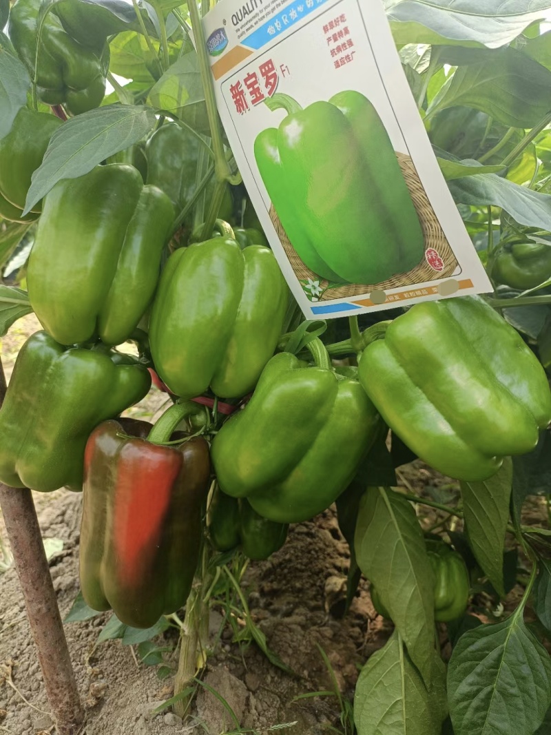 新宝罗特大甜椒种子高产青椒灯笼椒种子菜椒辣椒种籽好吃蔬菜